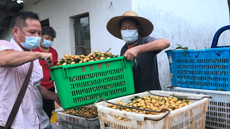 直播大湾区丨广东这个水果成熟了 满树金灿灿