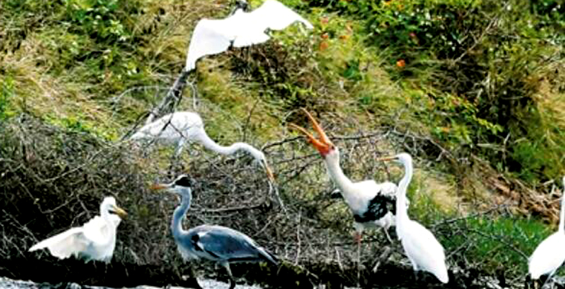 茂名發現國家一級重點保護鳥類彩鸛