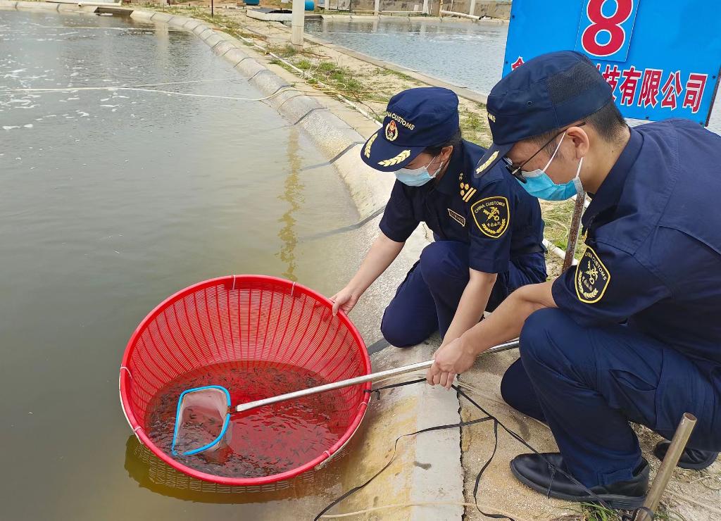 提前审核 海关助力湛江2023年首批金鲳鱼苗和鲜荔枝出口