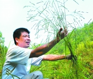 河源市东源发现数百株药用野生稻