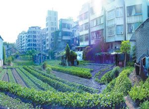 汕头:最后的“都市田园”——走进南墩菜园