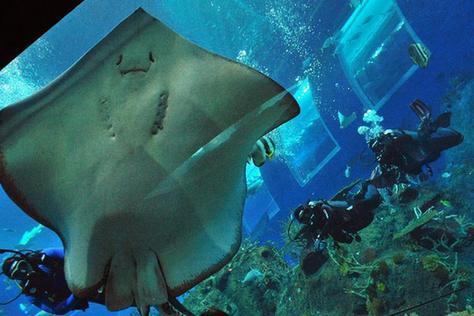 新加坡海洋生物园推出&ldquo;深海潜&rdquo;