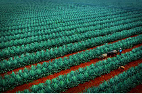 精彩徐闻 生态之约